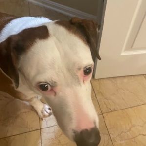 Meet your Posher, Payton